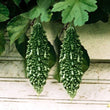 Load image into Gallery viewer, Bitter Gourd Seeds F-1 Hybrid US 5553