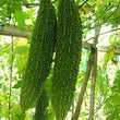 Load image into Gallery viewer, Bitter Gourd Seeds F-1 Hybrid US 555