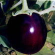 Load image into Gallery viewer, Brinjal Seeds F-1 Hybrid US-3233 (Round Purple)