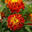 Load image into Gallery viewer, Marigold French Red Brocade - Flower Seeds