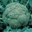 Load image into Gallery viewer, Broccoli Seeds-Green Sprouting