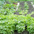 Load image into Gallery viewer, Beans Seeds Chanda (Bush Beans)