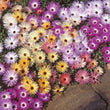 Load image into Gallery viewer, Mesembryanthemum Sparkles Mixed - Flower Seeds