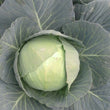 Load image into Gallery viewer, Cabbage Seeds F-1 Hybrid US-192