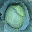 Load image into Gallery viewer, Cabbage Seeds F-1 Hybrid Stella