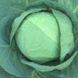 Load image into Gallery viewer, Cabbage Seeds F-1 Hybrid Urja Bharat