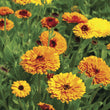Load image into Gallery viewer, Calendula Beauty Mix -Flower Seeds
