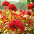 Load image into Gallery viewer, Celosia Cristata Mixed - Floawer Seeds