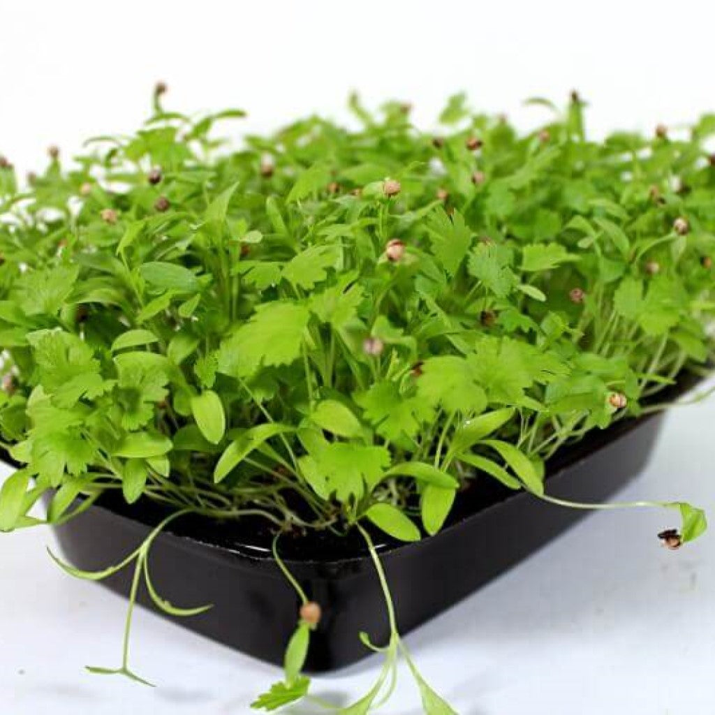 Shop Coriander [Dhaniya] Microgreen Seeds Online Urja Seeds