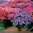 Load image into Gallery viewer, Cineraria Masterpiece Mixed (Hybrid) - Flower Seeds