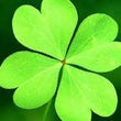 Load image into Gallery viewer, Clover Micro green Seeds