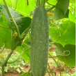 Load image into Gallery viewer, Cucumber Seeds F-1 Hybrid US-5050
