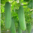 Load image into Gallery viewer, Cucumber Seeds F-1 Hybrid US-6060