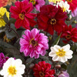 Load image into Gallery viewer, Dahlia Tall Star Mixed - Flower Seeds