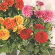 Load image into Gallery viewer, Dahlia Tall Star Mixed - Flower Seeds