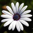 Load image into Gallery viewer, Dimorphothica White Flower Seeds