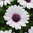 Load image into Gallery viewer, Dimorphothica White Flower Seeds