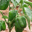 Load image into Gallery viewer, Capsicum Seeds F-1 Hybrid Discover