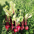 Load image into Gallery viewer, Beetroot Seeds- Detroit Dark Red (DDR)