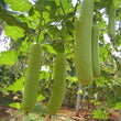 Load image into Gallery viewer, Bottle Gourd Seeds F-1 Hybrid US 345 (Gutka Type)