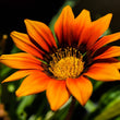 Load image into Gallery viewer, Gazania Sunshine - Flower seeds