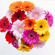 Load image into Gallery viewer, Gerbera Single Flower Mixed (Hybrid) - Flower Seeds