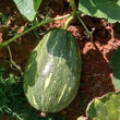 Load image into Gallery viewer, Pumpkin Seeds F-1 Hybrid US-101 (Large)