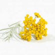 Load image into Gallery viewer, Helichrysum Dwarf Mixed Colour - Flower Seeds