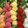 Load image into Gallery viewer, Hollyhock Dwarf Flower Seeds