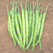 Load image into Gallery viewer, Chilli Seeds F-1 Hybrid US-327