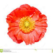 Load image into Gallery viewer, Poppy Iceland Mix - Flower Seeds