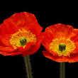 Load image into Gallery viewer, Poppy Iceland Mix - Flower Seeds