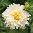 Load image into Gallery viewer, Marigold Kilimanjaro White - Flower Seeds