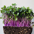 Load image into Gallery viewer, Red Cabbage - Micro green Seeds