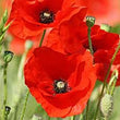 Load image into Gallery viewer, Poppy Red Indian - Flower Seeds