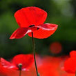 Load image into Gallery viewer, Poppy Red Indian - Flower Seeds