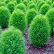 Load image into Gallery viewer, Kochia Trichophylla - Flower Seeds