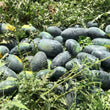 Load image into Gallery viewer, Watermelon Seeds F-1 Hybrid US-20011 Icebox