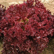 Load image into Gallery viewer, Lettuce Seeds Red Rose
