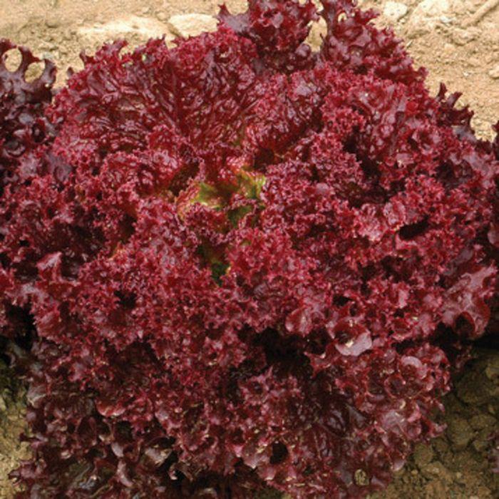 Lettuce Seeds Red Rose Urja Seeds