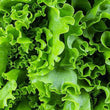 Load image into Gallery viewer, Lettuce Green Curled - Vegetable Seeds