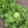 Load image into Gallery viewer, Gardener's Choice Professional-3