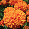 Load image into Gallery viewer, Marigold African - Flower Seeds