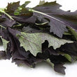 Load image into Gallery viewer, Mizuna Red Seeds