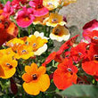 Load image into Gallery viewer, Nemesia Carnival Mix-Flower Seeds
