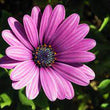 Load image into Gallery viewer, Osteospermum Mixed- Flower Seeds