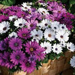 Load image into Gallery viewer, Osteospermum Mixed- Flower Seeds