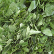 Load image into Gallery viewer, Palak Seeds Urja Green (Spinach)