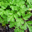 Load image into Gallery viewer, Parsley Seeds Italian KGP