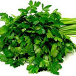 Load image into Gallery viewer, Parsley Seeds Italian KGP